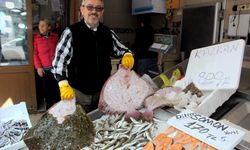 Sinop'ta kalkan balığı kilosu 800 liradan satılıyor