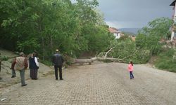 Boyabat'ta fırtınadan devrilen ağaç elektrik telini kopardı