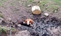 Bolu'da çamurda mahsur kalan 2 inek iş makinesiyle kurtarıldı