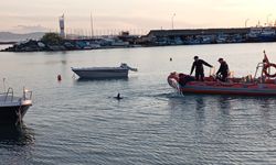 Zonguldak'ta limandaki teknelerden yolunu bulamayan yunus yavrusu ekiplerce kurtarıldı