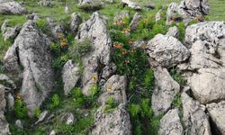 Bitlis’in huzur veren tepesinde ters lale güzelliği