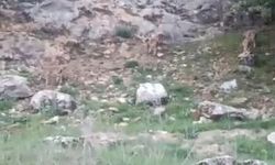 Elazığ’da koruma altındaki dağ keçileri sürü halinde görüntülendi