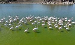 Flamingolar kuluçka öncesi eşleşme için Mamasın Barajında