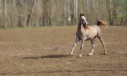 Geleceğin şampiyon adayı safkan Arap atları Yozgat’ta yetiştiriliyor