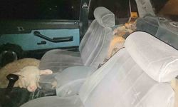 Karaman’da polisten kaçan otomobilde 7 çalıntı koyun çıktı