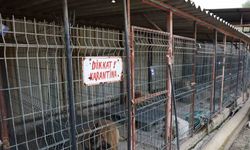 Kuduz vakasının görüldüğü bölgeden toplanan 12 köpeğin barınaktaki tedavi süreci devam ediyor