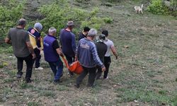Tunceli’de ayının saldırısına uğrayan adam yaralandı