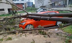 BALIKESİR - Devrilen ağaç park halindeki otomobile zarar verdi