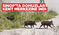 Sinop'ta domuzlar şehre indi