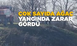 Sinop’taki orman yangını söndürüldü