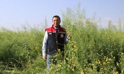 SİİRT - Deneme amaçlı ekilen "yem şalgamı" bitkisinin hasadı yapıldı