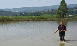 Sinop'ta çeltik ekimine başlandı