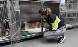 Zonguldak'ta taksinin çarpmasıyla uyluk kemiği çıkan sahipsiz köpek tedaviye alındı