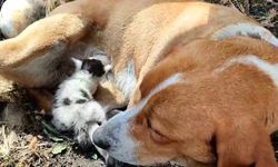 Ayvacık’ta annesinin terk ettiği yavru kediye, köpek annelik yapıyor