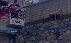 Bingöl’de istinat duvarında mahsur kalan koyun kurtarıldı