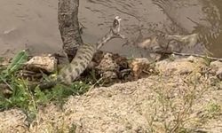 Elazığ’da koca engerek yılanı görüntülendi