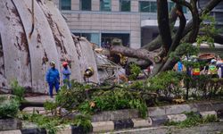 Malezya’da ağaç devrildi: 1 kişi öldü, 17 araçta hasar oluştu