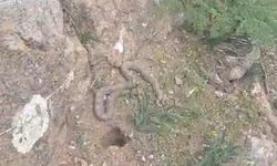 Pancara giden vatandaş çıngıraklı yılanla karşılaştı