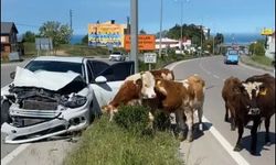 Sinop il merkezinde yola atlayan inekler kazaya sebep oldu