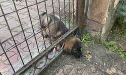 Bolu'da başı demir kapıya kafası sıkışan köpek yavrusunu itfaiye kurtardı