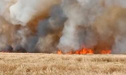 Mardin’deki yangınlarda bin 700 dönümün üzerinde buğday tarlası küle döndü
