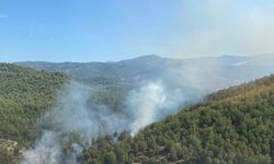 MUĞLA - Milas ilçesinde orman yangını çıktı