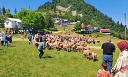 SAKARYA - Besiciler rengarenk süsledikleri hayvanlarını şenlik havasında yaylaya çıkarıyor