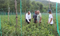 Pazar'da domates, barbunya ve şeker fasulyesi üretim alanları incelendi