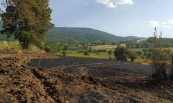 Samsun'da anız yangınında 20 dönüm buğday ekili alan zarar gördü