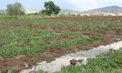 Bingöl’de bölgesel dolu yağışı sebze fidelerine zarar verdi