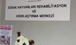 Büyükada Rehabilitasyon Merkezi’nde ’hayvanlara bakılmıyor’ iddiası