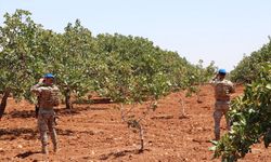 GAZİANTEP - Jandarma ekipleri Antep fıstığı nöbetinde