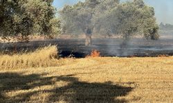 İZMİR - Tarım arazisinde çıkan yangın söndürüldü