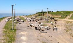 KOCAELİ - Yerli boz ırk sığırları sanayi kentinin kırsal mahallesinde yetiştiriyor