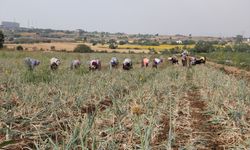 Tescilli Tekirdağ soğanında hasat zamanı