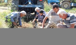 AB tescilli Taşköprü sarımsağında hasat süreci tamamlandı