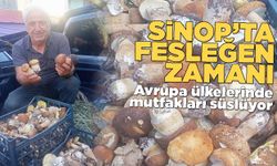 Sinop'ta fesleğen mantarı erken çıktı