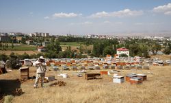 Muş'ta bu yıl 600 ton bal rekoltesi bekleniyor