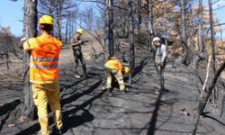 Bolu'da yanan alanların ağaçlandırılması için çalışmalar sürüyor