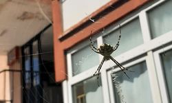 Karabük'te zehirli örümceklerden "argiope lobata" türüne rastlandı