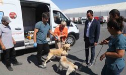 176 sokak köpeği bekçi köpeği oldu