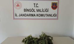 Bingöl’de uyuşturucuyla mücadele sürüyor