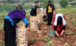 Erzincan’da patates hasadı başladı