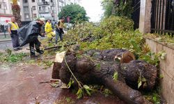 Samsun’da sağanak ağaç devirdi