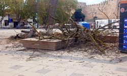 Sinop Belediyesi’nden kesilen ağaçlarla ilgili açıklama