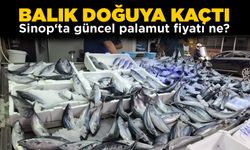 Palamut doğuya kaçtı, Sinop’ta fiyatlar yükseldi!