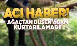 Armut ağacından düşen kişi öldü