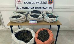 Samsun'da ormanlık alana gizlenmiş 8 kilo 525 gram esrar bulundu