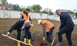 Atakum’daki okullarda meyve ağaçları yetiştirilecek