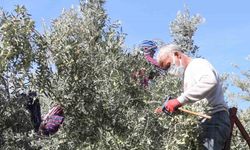 Başkan Murat Orhan’dan erken zeytin hasadına uyarısı